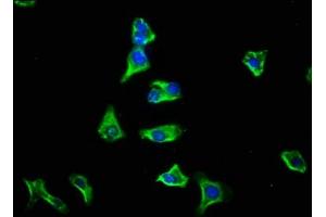 Immunofluorescence staining of HepG2 cells with ABIN7153371 at 1:133, counter-stained with DAPI. (GPSM1 antibody  (AA 60-300))