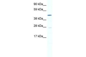 Western Blotting (WB) image for anti-SET and MYND Domain Containing 1 (SMYD1) antibody (ABIN2461463) (SMYD1 antibody)