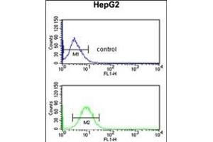 PECI Antibody (C-term) (ABIN652636 and ABIN2842426) flow cytometric analysis of HepG2 cells (bottom histogram) compared to a negative control cell (top histogram). (PECI/ECI2 antibody  (C-Term))