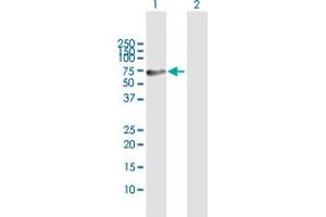 Western Blot analysis of CDKN2AIP expression in transfected 293T cell line by CDKN2AIP MaxPab polyclonal antibody. (CDKN2AIP antibody  (AA 1-579))