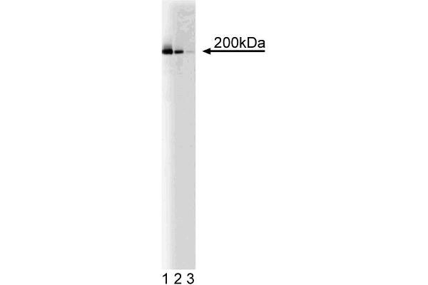 KIF1A Antikörper  (AA 902-1015)