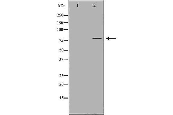 ABCG8 antibody  (Internal Region)