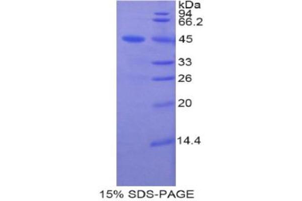 LCN8 Protein