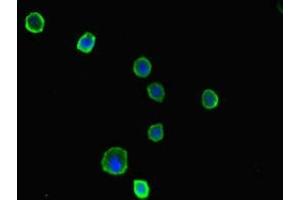 Immunofluorescent analysis of MCF-7 cells using ABIN7142660 at dilution of 1:100 and Alexa Fluor 488-congugated AffiniPure Goat Anti-Rabbit IgG(H+L) (PRKAA2 antibody  (Catalytic Subunit alpha))