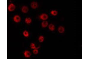 ABIN6266803 staining COS7 by IF/ICC. (Zinc Finger and SCAN Domain Containing 25 (ZSCAN25) antibody)