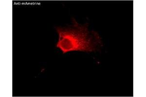 Immunofluorescence (IF) image for anti-mAmetrine Fluorescent Protein antibody (ABIN7273095) (mAmetrine Fluorescent Protein antibody)