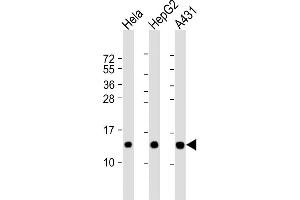 Western Blotting (WB) image for anti-NADH Dehydrogenase (Ubiquinone) 1 beta Subcomplex, 3, 12kDa (NDUFB3) (AA 13-45) antibody (ABIN6243904)