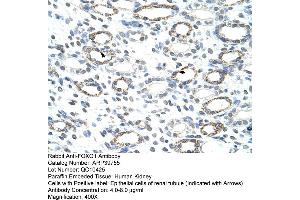 Human kidney (FOXQ1 antibody  (N-Term))