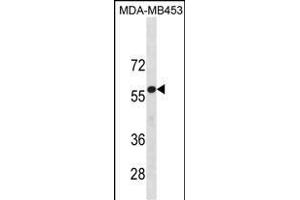 UGT2B4 Antibody (N-term) (ABIN1881977 and ABIN2838759) western blot analysis in MDA-M cell line lysates (35 μg/lane). (UGT2B4 antibody  (N-Term))