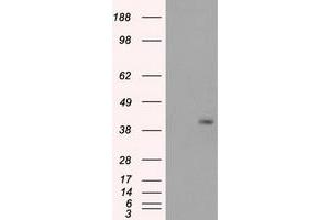 PPP1R7 antibody