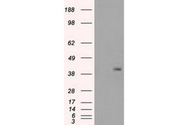 PPP1R7 antibody