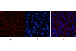 Immunofluorescence analysis of mouse liver tissue. (HSV Tag antibody)