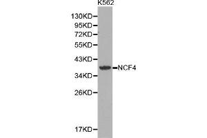 Western blot analysis of extracts of K562 cell lines, using NCF4 antibody. (NCF4 antibody  (AA 1-190))