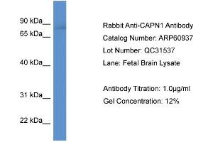Western Blotting (WB) image for anti-Calpain 1, Large Subunit (CAPNL1) (N-Term) antibody (ABIN786299) (CAPNL1 antibody  (N-Term))