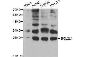 BCL2L1 抗体  (AA 1-120)