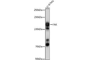 Western blot analysis of extracts of U-87MG cells, using FAK antibody (ABIN3022950, ABIN3022951, ABIN3022952 and ABIN6219313) at 1:1000 dilution. (FAK antibody)
