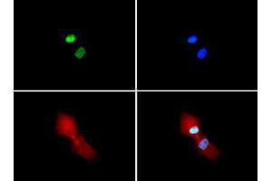 Immunofluorescence of Rabbit Anti-Histone H3 [Sym-dimethyl Arg2, Dimethyl Lys4] Antibody. (Histone 3 antibody  (H3K4me2, H3R2me2s))
