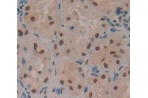 IHC-P analysis of Human Tissue, with DAB staining. (HIST3H2A antibody  (AA 1-130))