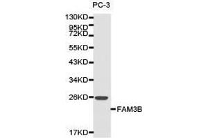 Western Blotting (WB) image for anti-Family with Sequence Similarity 3, Member B (FAM3B) antibody (ABIN1872652) (FAM3B antibody)