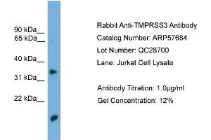 TMPRSS3 antibody  (N-Term)