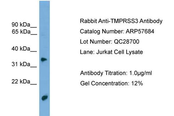TMPRSS3 antibody  (N-Term)