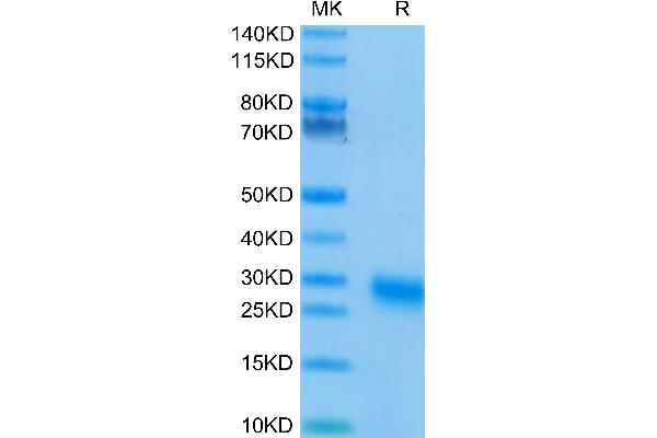 TNFRSF18 Protein (AA 26-161) (His tag)