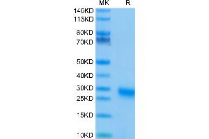 TNFRSF18 Protein (AA 26-161) (His tag)