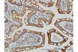 Image no. 1 for anti-Leucine Zipper-EF-Hand Containing Transmembrane Protein 1 (LETM1) (AA 601-709) antibody (ABIN598780) (LETM1 antibody  (AA 601-709))
