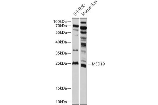 MED19 antibody  (AA 60-160)