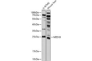 Western blot analysis of extracts of various cell lines, using MED19 antibody (ABIN7268440) at 1:1000 dilution. (MED19 antibody  (AA 60-160))