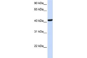 WB Suggested Anti-SKAP1 Antibody Titration:  0. (SKAP1 antibody  (N-Term))