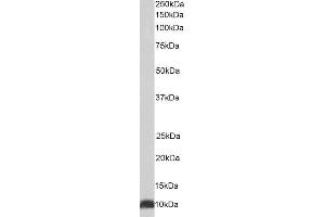 ABIN4902588 (0. (HSPE1 antibody)
