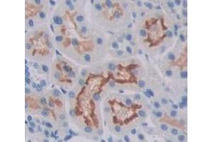 IHC-P analysis of Rat Tissue, with DAB staining. (Prolactin Receptor antibody  (AA 20-229))