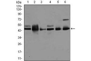 Western Blotting (WB) image for anti-Mitogen-Activated Protein Kinase 8 (MAPK8) antibody (ABIN1108135) (JNK antibody)