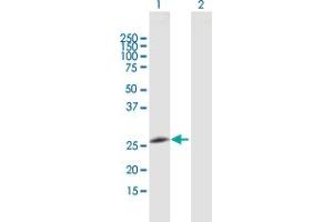 Western Blot analysis of GOSR2 expression in transfected 293T cell line by GOSR2 MaxPab polyclonal antibody.