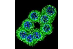 Confocal immunofluorescent analysis of FKBP1B Antibody (N-term) (ABIN392348 and ABIN2841987) with 293 cell followed by Alexa Fluor 488-conjugated goat anti-rabbit lgG (green). (FKBP1B antibody  (N-Term))