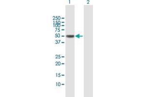 Western Blot analysis of PTRF expression in transfected 293T cell line by PTRF MaxPab polyclonal antibody. (PTRF antibody  (AA 1-390))