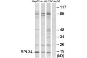 Western blot analysis of extracts from HepG2/HeLa/HuvEc cells, using RPL34 Antibody.