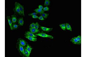 Immunofluorescent analysis of HepG2 cells using ABIN7169984 at dilution of 1:100 and Alexa Fluor 488-congugated AffiniPure Goat Anti-Rabbit IgG(H+L) (SLC6A15 antibody  (AA 357-452))