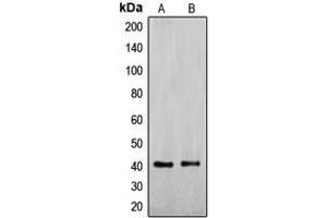 Western blot analysis of ENDOGL1 expression in Jurkat (A), HepG2 (B) whole cell lysates. (EXOG antibody  (Center))