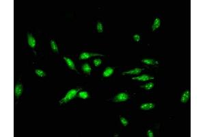 Immunofluorescent analysis of Hela cells using ABIN7150372 at dilution of 1:100 and Alexa Fluor 488-congugated AffiniPure Goat Anti-Rabbit IgG(H+L) (ID3 antibody  (AA 27-99))