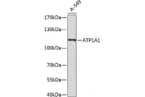 Western blot analysis of extracts of A-549 cells using ATP1A1 Polyclonal Antibody at dilution of 1:1000. (ATP1A1 antibody)