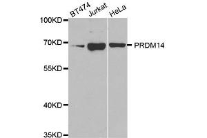 Western Blotting (WB) image for anti-PR Domain Containing 14 (PRDM14) antibody (ABIN1876766) (PRDM14 antibody)