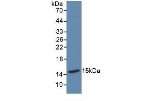 Western blot analysis of recombinant Mouse Trx. (TXN antibody  (AA 1-105))