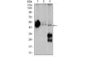 Western blot analysis using ENO2 mouse mAb against Mouse brain (1), NIH3T3 (2), and C6 (3) cell lysate.