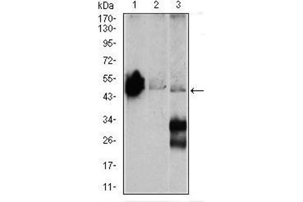 ENO2/NSE antibody  (AA 251-433)