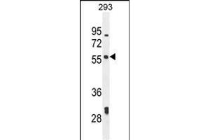 LARP6 Antibody (N-term) (ABIN654784 and ABIN2844464) western blot analysis in 293 cell line lysates (35 μg/lane). (LARP6 antibody  (N-Term))