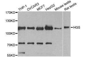 Western blot analysis of extracts of various cell lines, using HGS antibody. (HGS antibody)