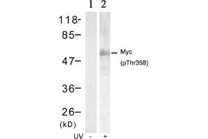 Western blot analysis of extracts from HT29 cells untreated(lane 1) or treated with UV(lane 2) using Myc(Phospho-Thr358) Antibody. (c-MYC antibody  (pThr358))