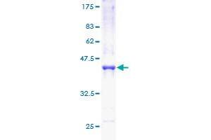 POLR2D Protein (AA 1-142) (GST tag)